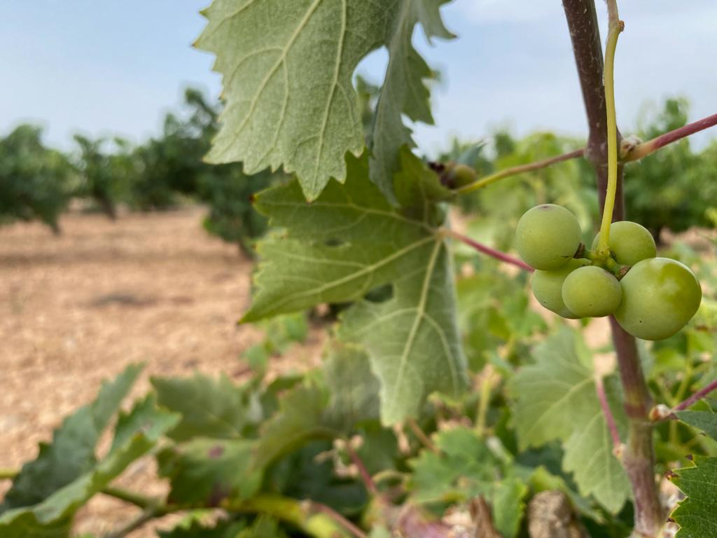 Macabeo mediterránea con la que se elabora Templat